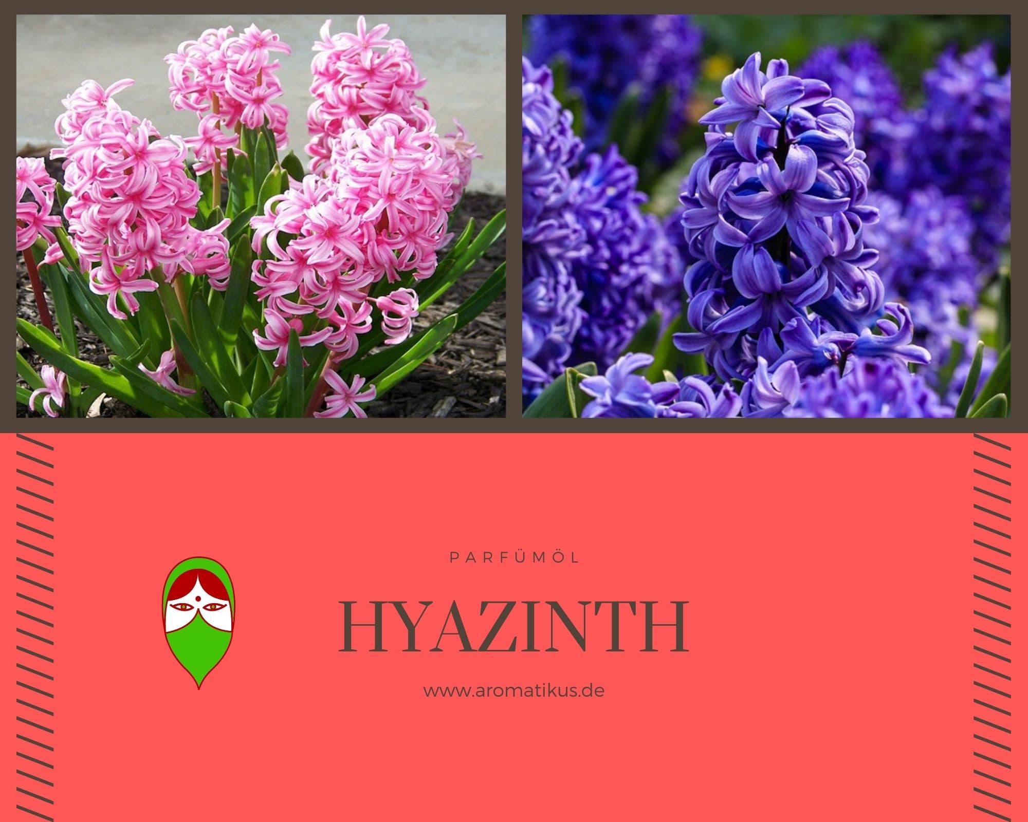 Ätherisches Duftöl Hyazinth als Parfümöl von Aromatikus