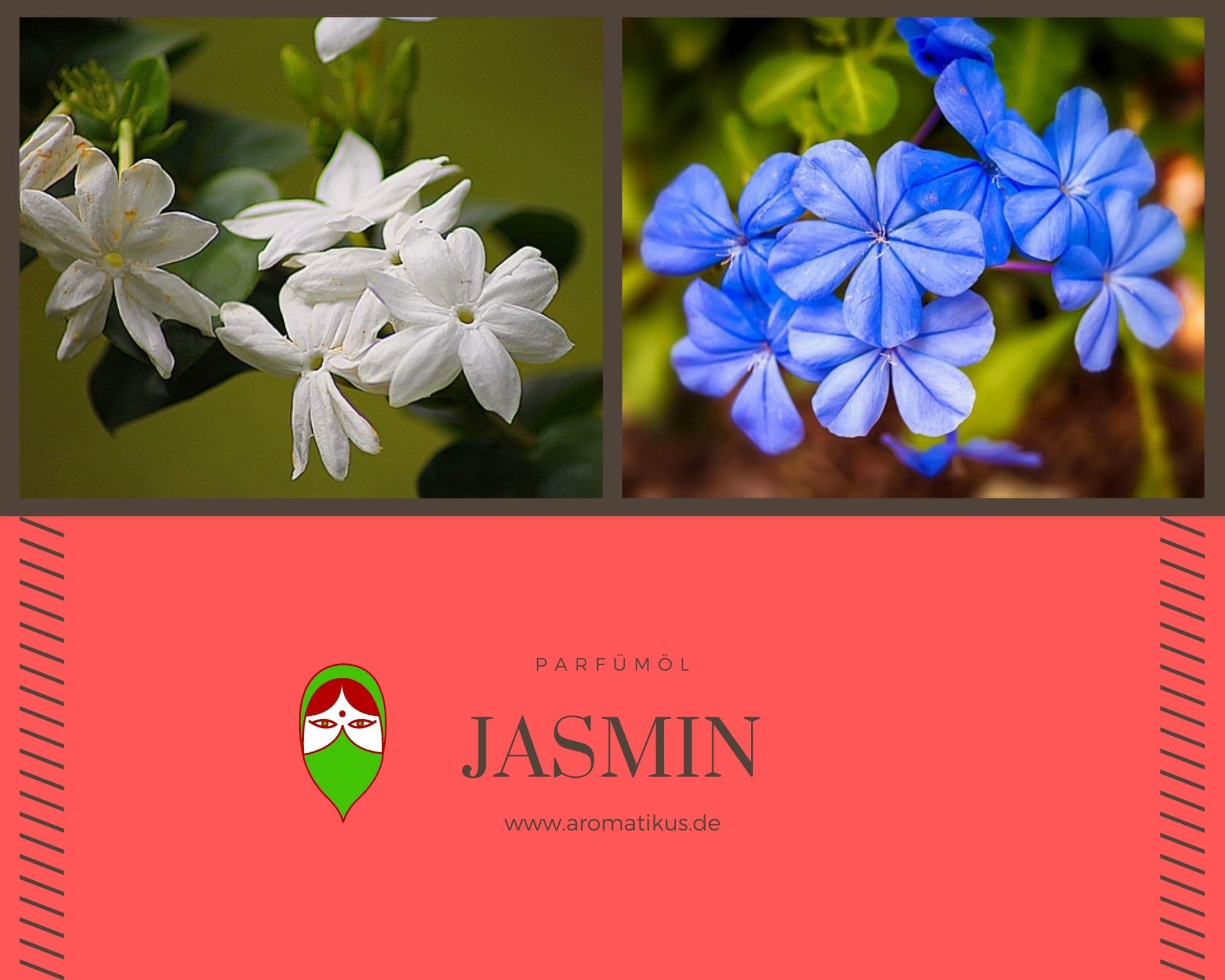 Ätherisches Duftöl Jasmin als Parfümöl von Aromatikus